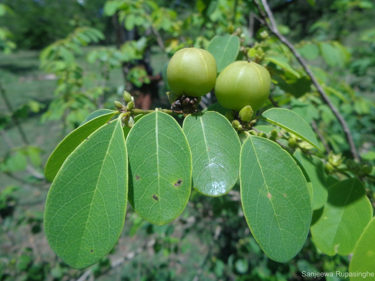 Cleistanthus collinus (Roxb.) Benth. ex Hook.f.